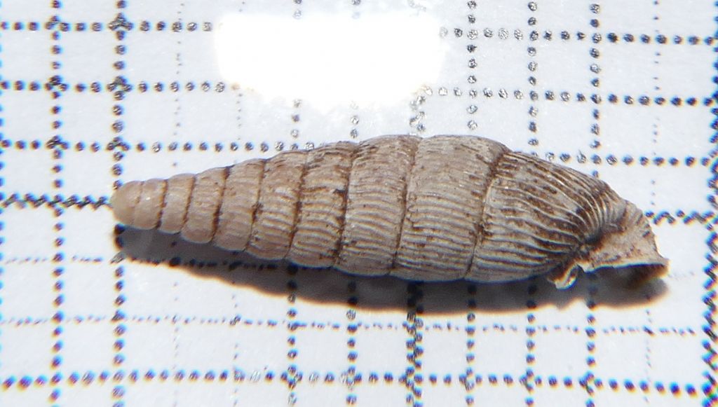 Clausilia?